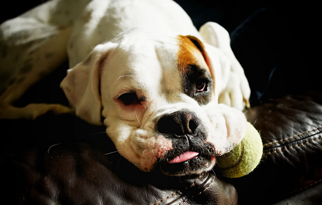 Photo wallpaper look, each, dog