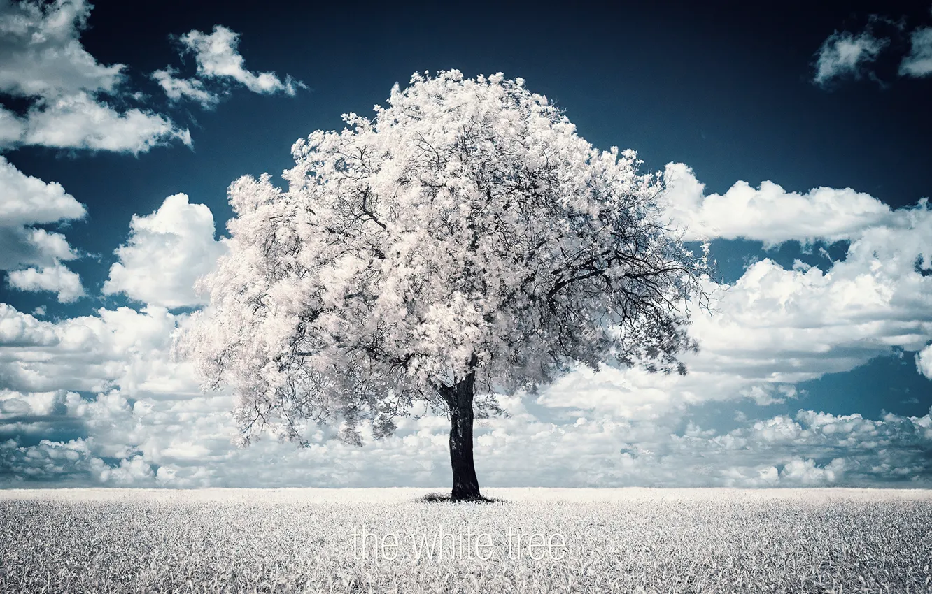Photo wallpaper trees, photographer, photography, photographer, Björn Wunderlich
