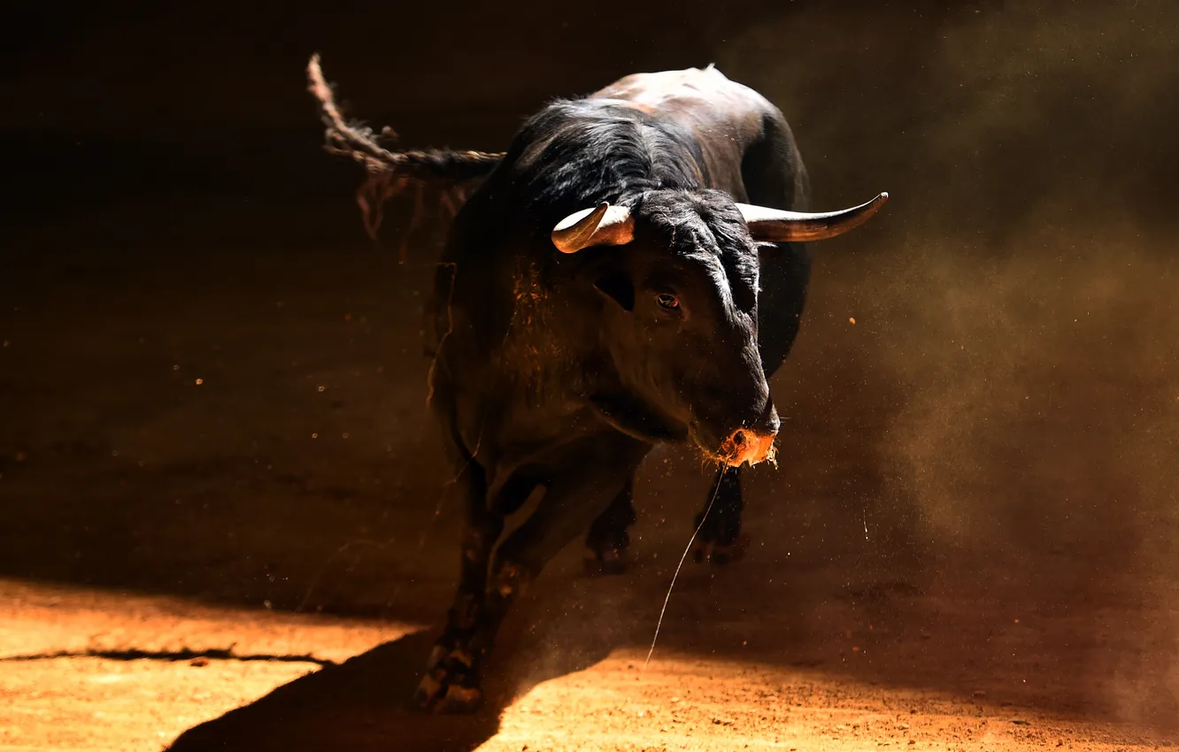Photo wallpaper black, horns, nature, animal, bull, angry, furious, Aggressive