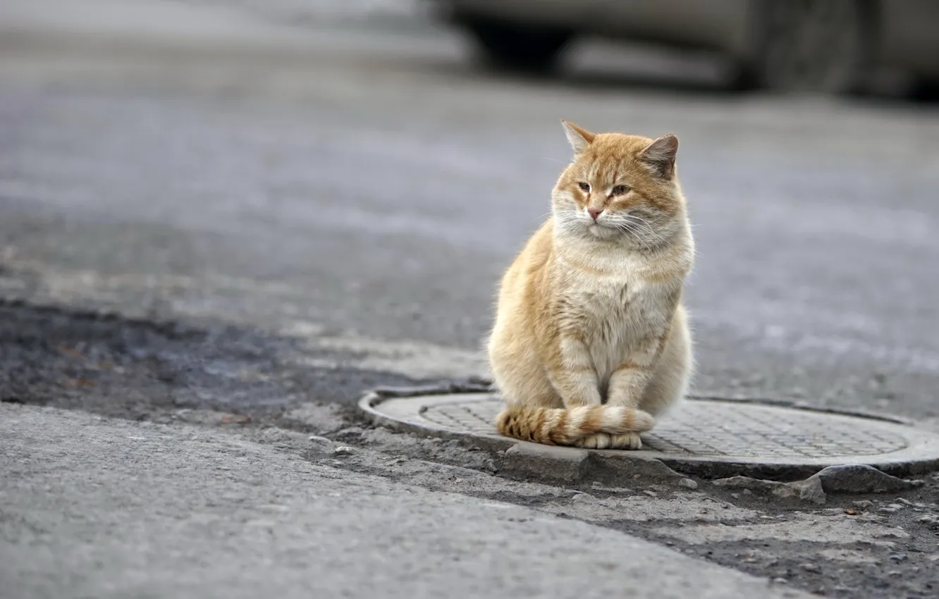 Photo wallpaper cat, look, street
