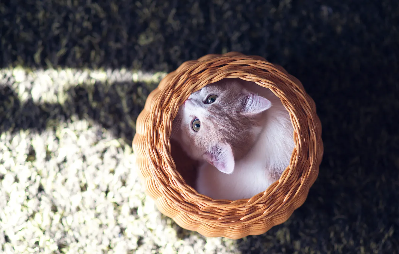 Photo wallpaper basket, kitty, Hannah, © Benjamin Torode