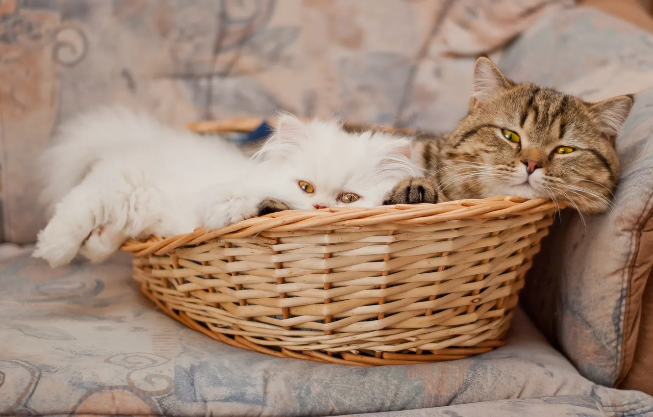 Photo wallpaper basket, pers, kitty