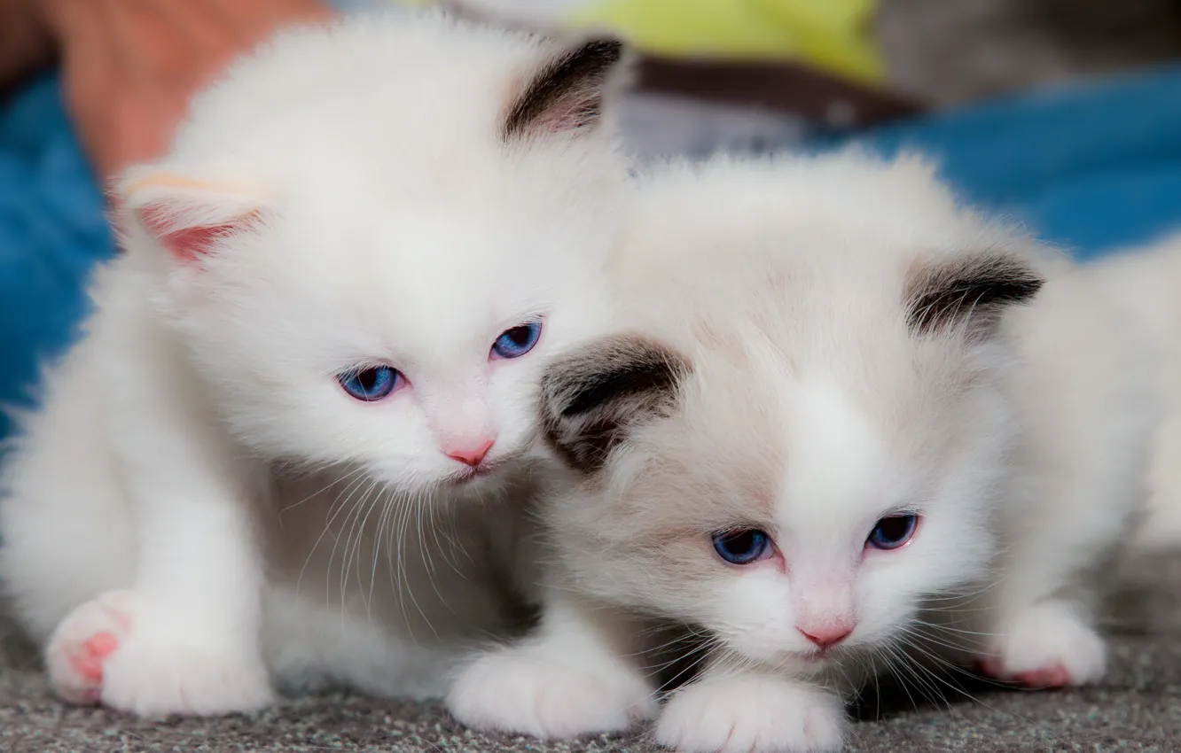 Photo wallpaper baby, kitty, a couple