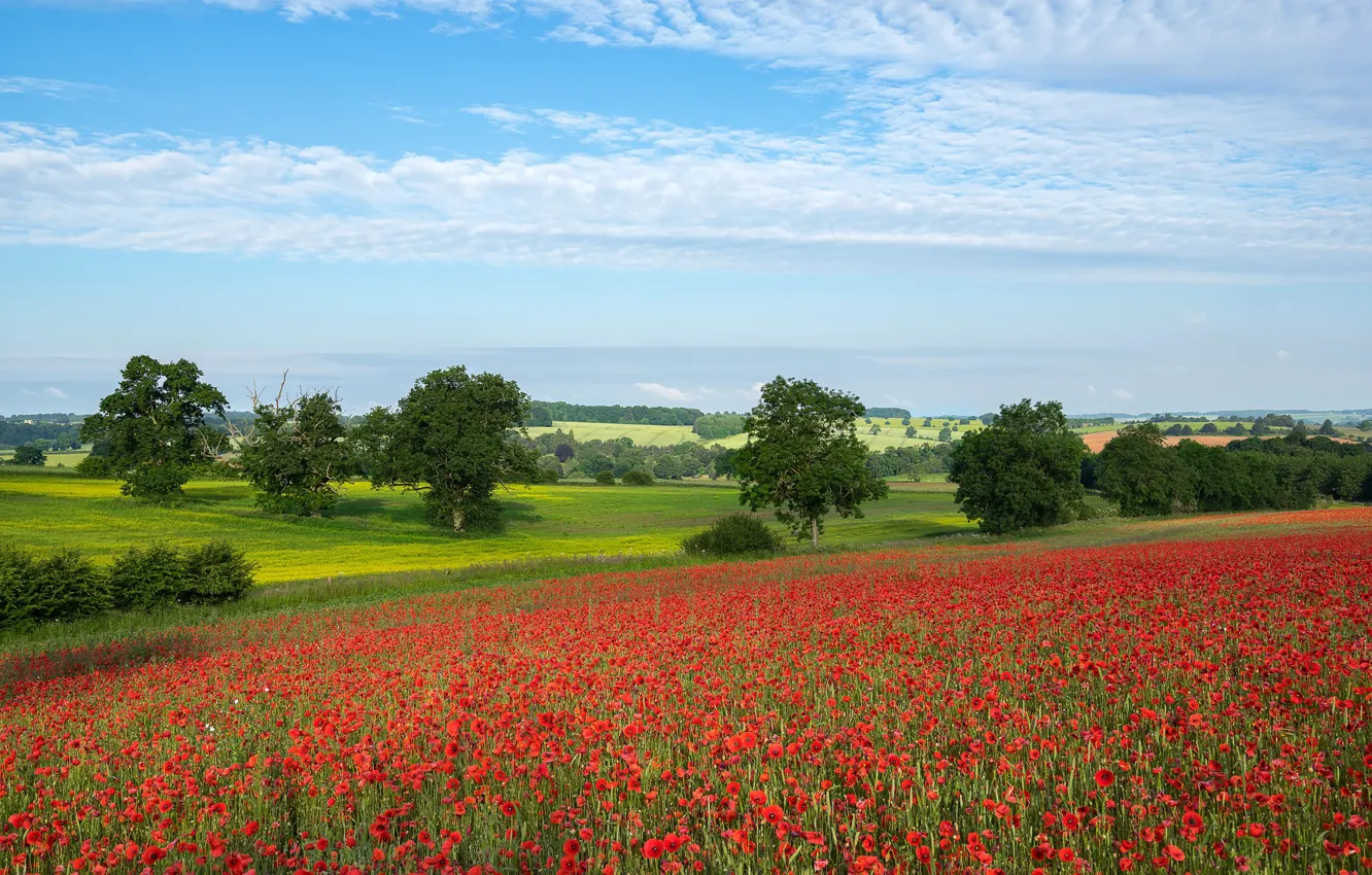 Photo wallpaper field, summer, the sky, clouds, trees, Maki
