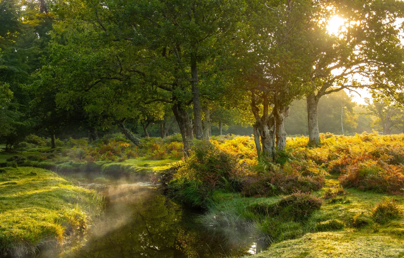 Photo wallpaper summer, nature, river