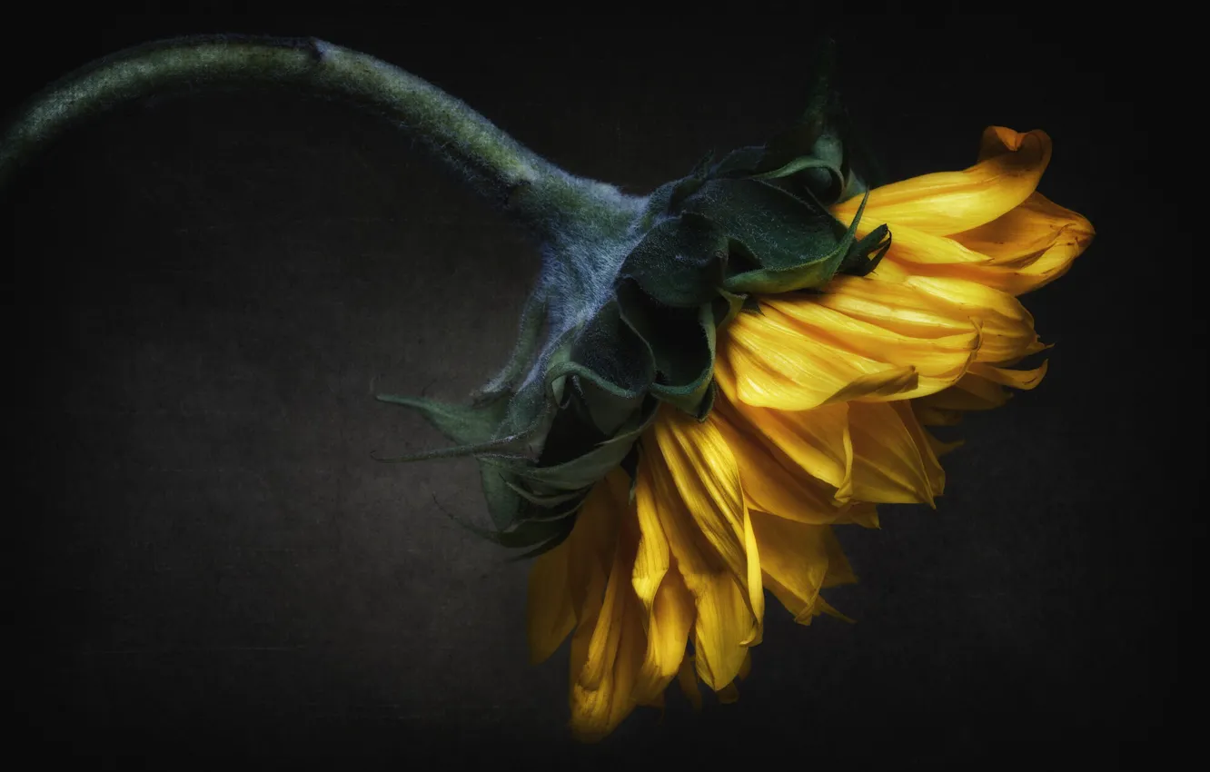 Photo wallpaper macro, sunflowers, petals