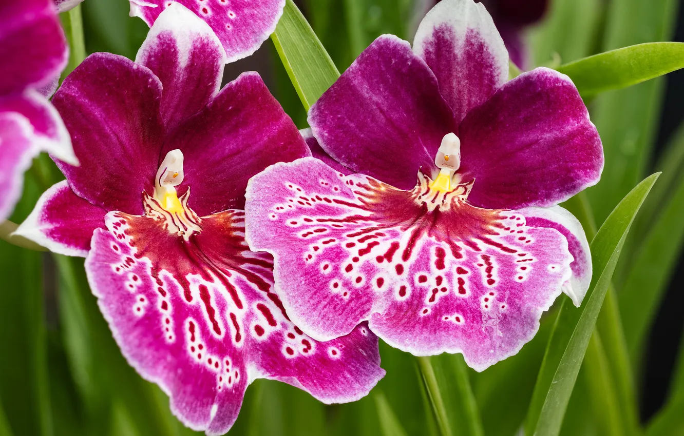 Photo wallpaper flowers, Orchid, pink Orchid