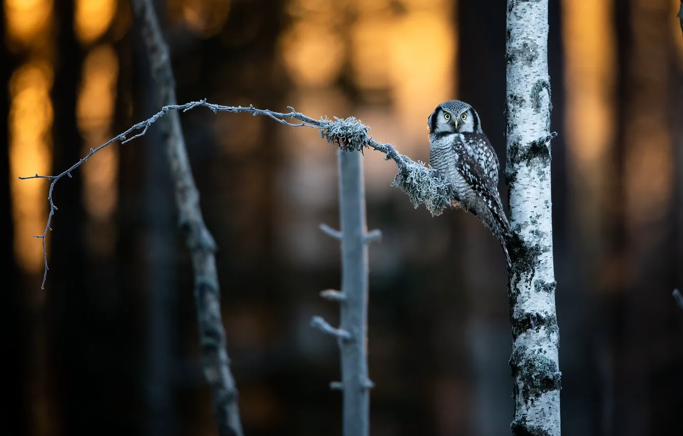 Photo wallpaper forest, light, trees, sunset, branches, nature, owl, bird