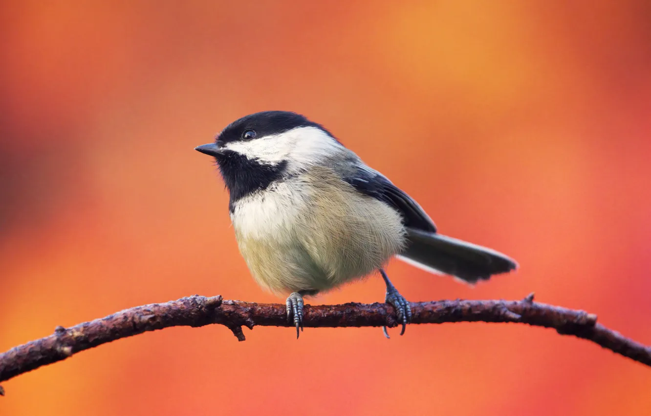 Photo wallpaper branches, bird, orange background, tit, tit
