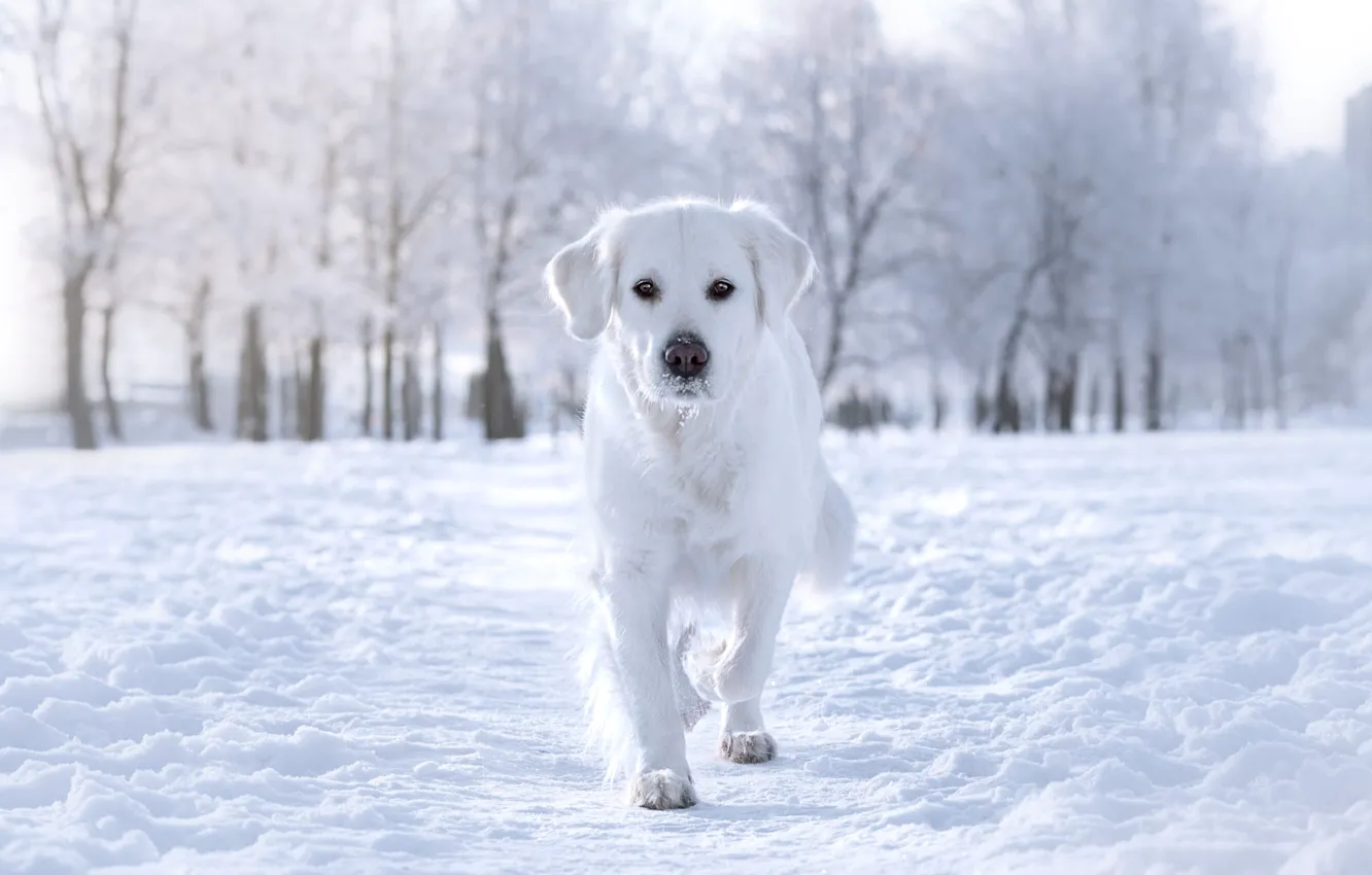 Photo wallpaper winter, frost, white, look, snow, trees, nature, Park