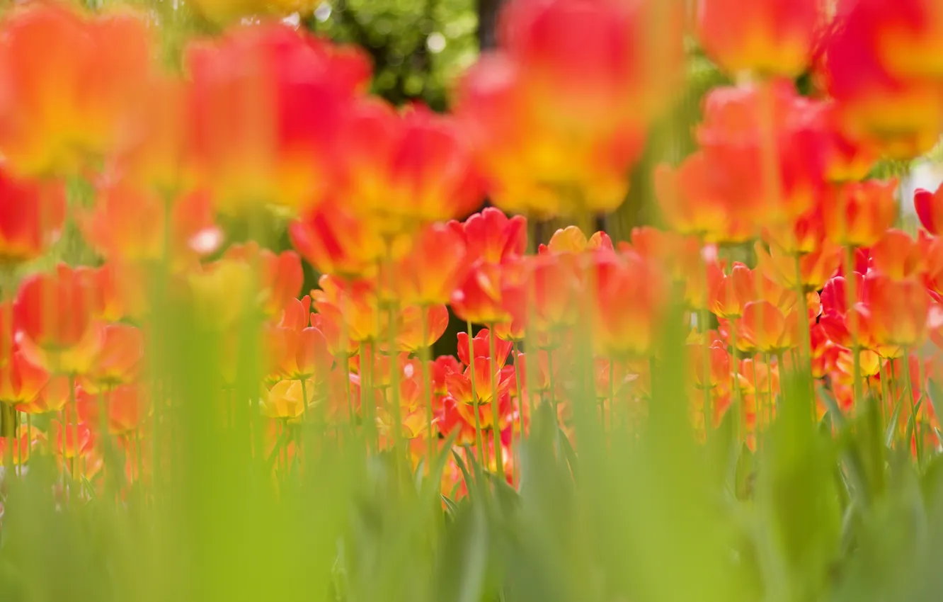 Photo wallpaper greens, flowers, red, blur, spring, garden, tulips, flowerbed
