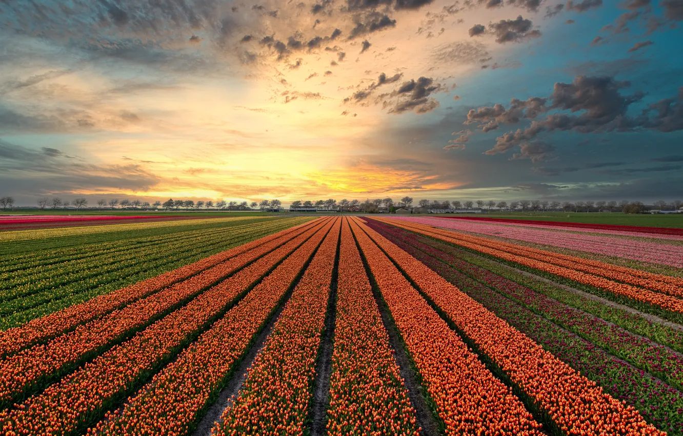 Photo wallpaper field, the sky, clouds, flowers, strip, view, spring, dal