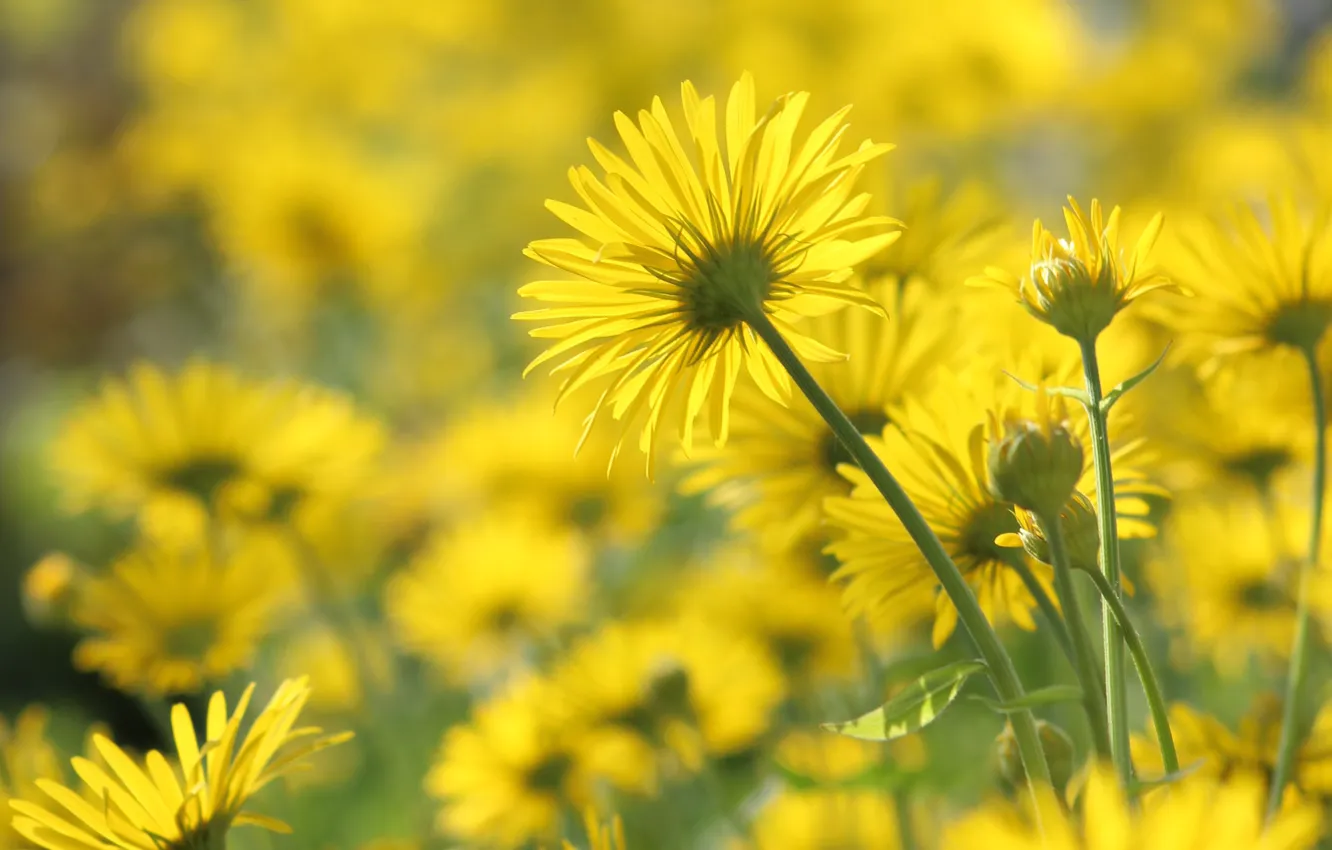 Photo wallpaper mood, spring, the flowers are yellow
