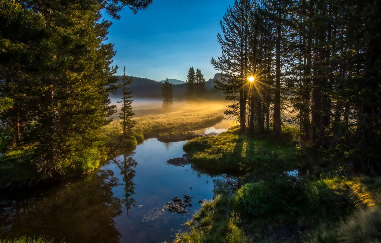 Photo wallpaper forest, the sun, nature, river, morning