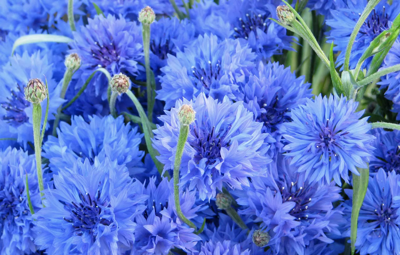 Photo wallpaper flowers, blue, cornflowers, bluet, cornflower, centaurea