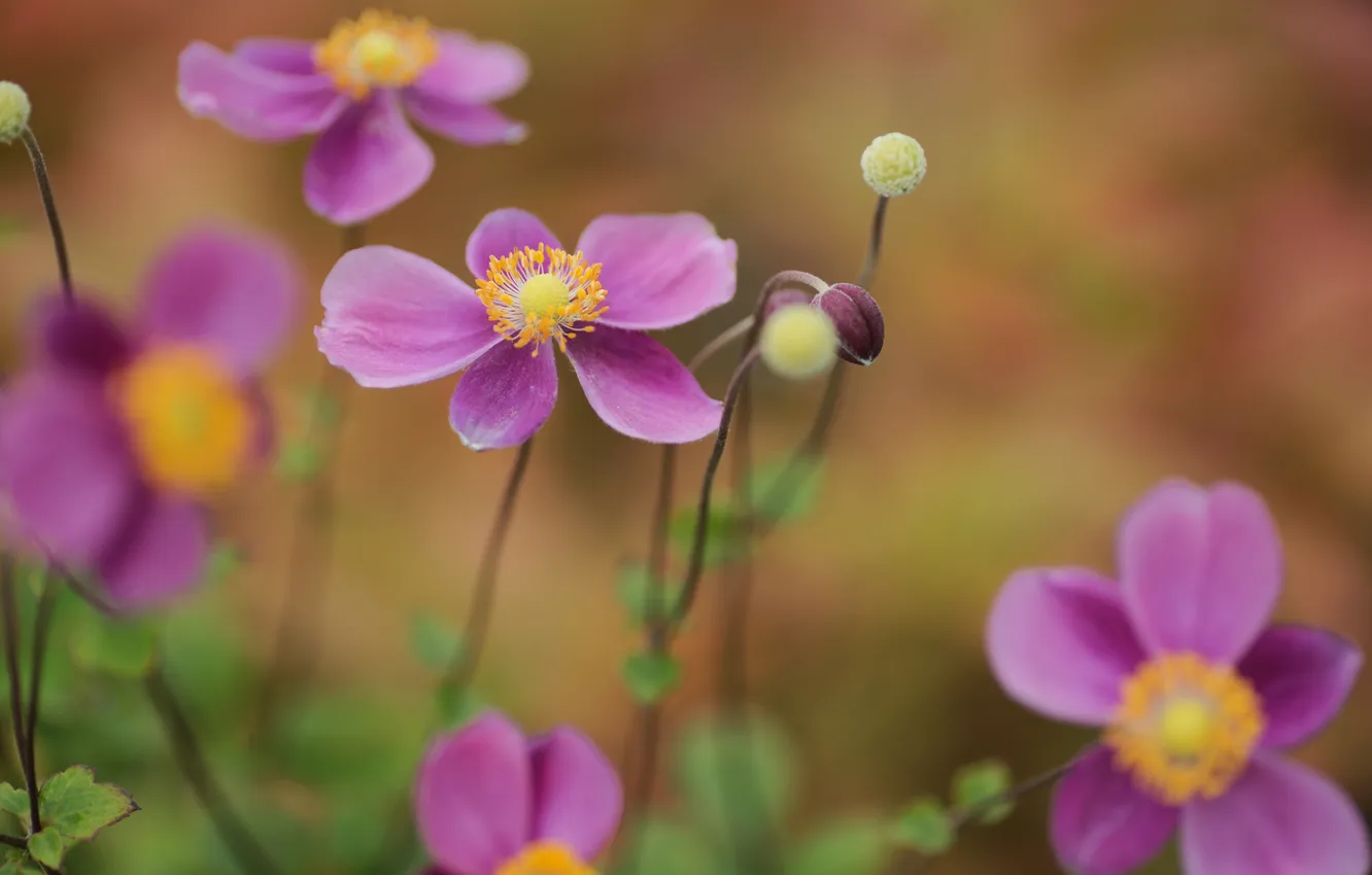 Photo wallpaper flowers, nature, focus, buds, anemones, anemone