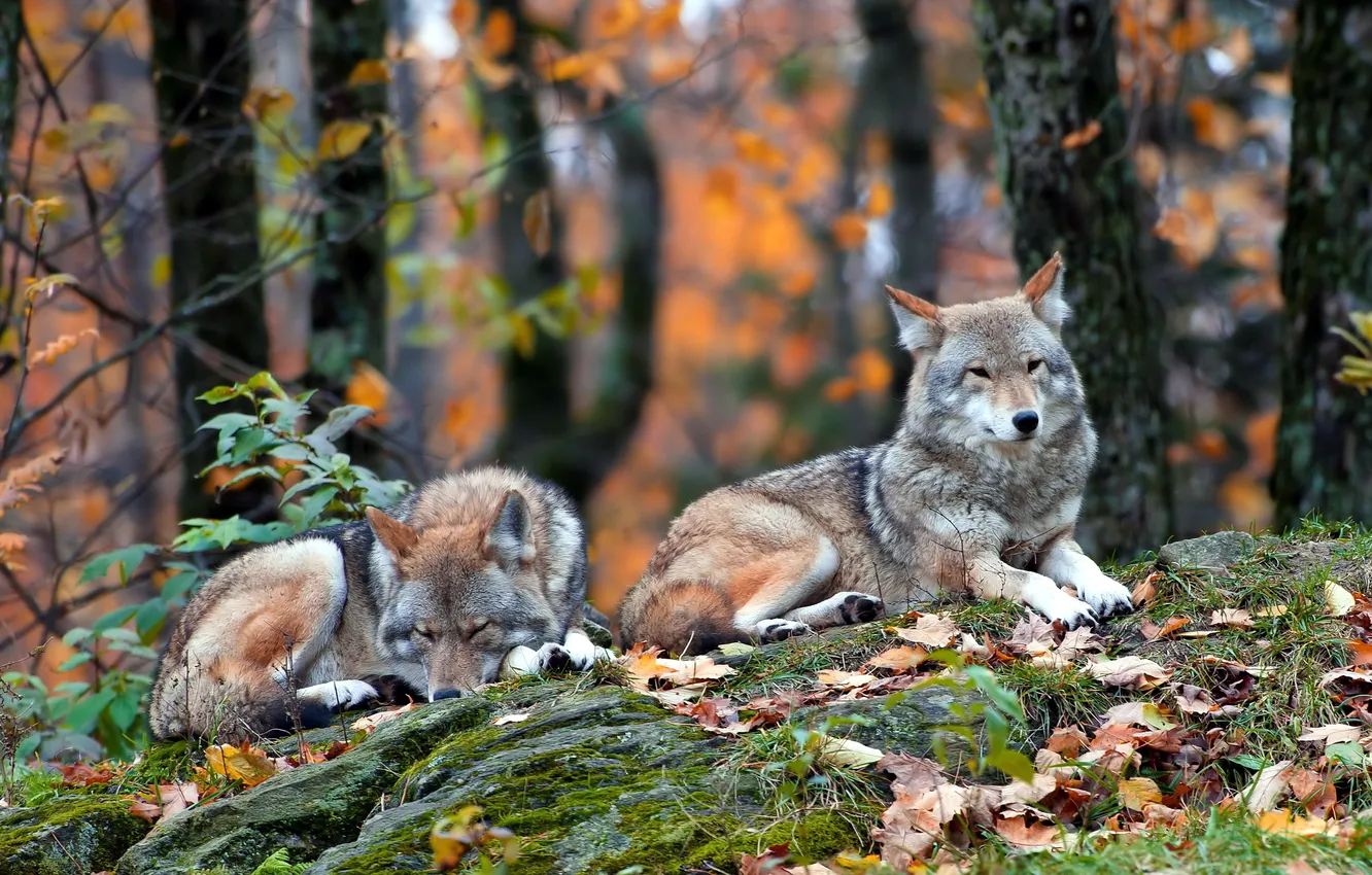 Photo wallpaper forest, nature, Coyote