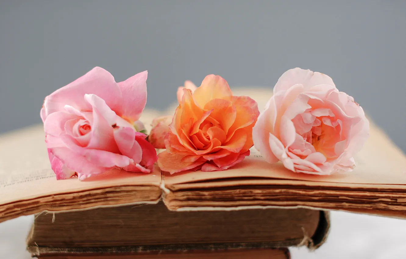 Photo wallpaper flowers, pink, rose, books, old, orange, page