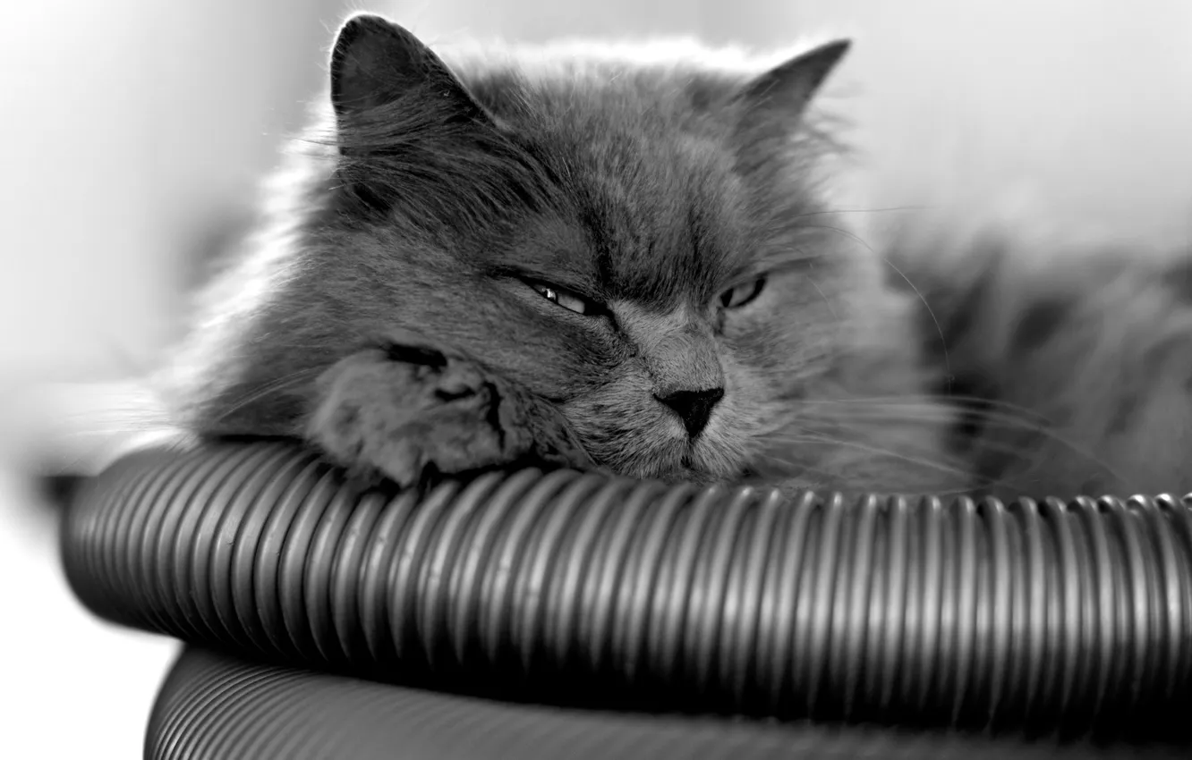 Photo wallpaper cat, grey, lies, looks