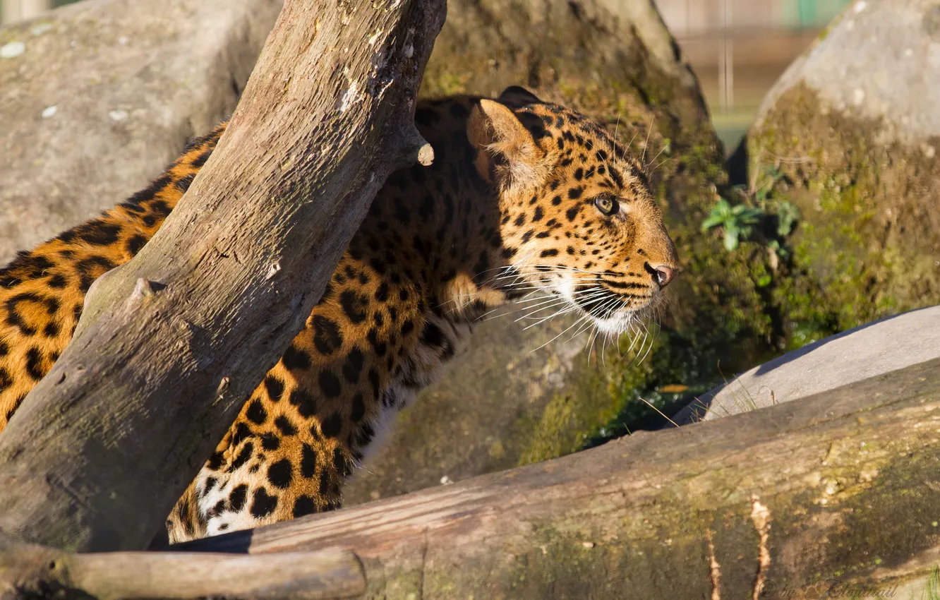 Photo wallpaper cat, the sun, leopard, profile, log