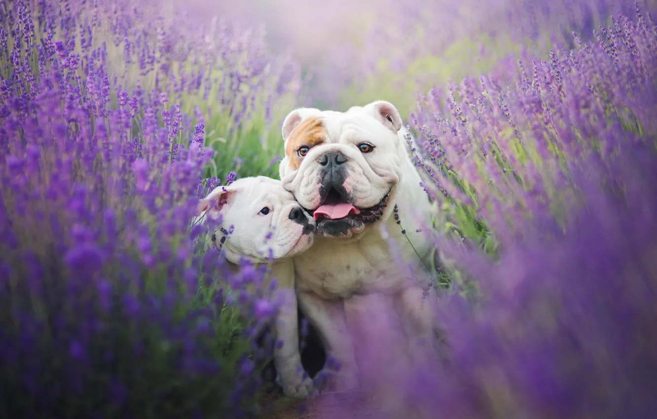 Photo wallpaper field, language, dogs, summer, flowers, mood, two, puppy