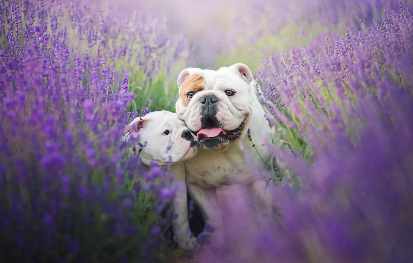 Photo wallpaper field, language, summer, flowers, mood, two, dog, puppy