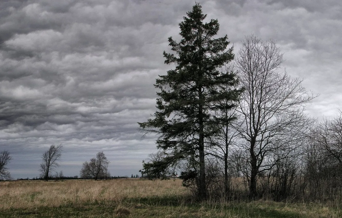 Photo wallpaper clouds, overcast, Tree