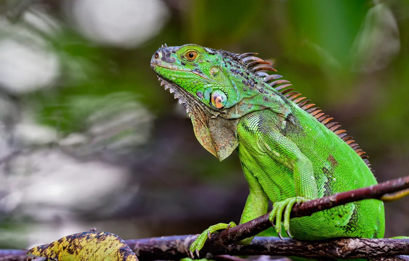 Photo wallpaper branches, iguana, reptile