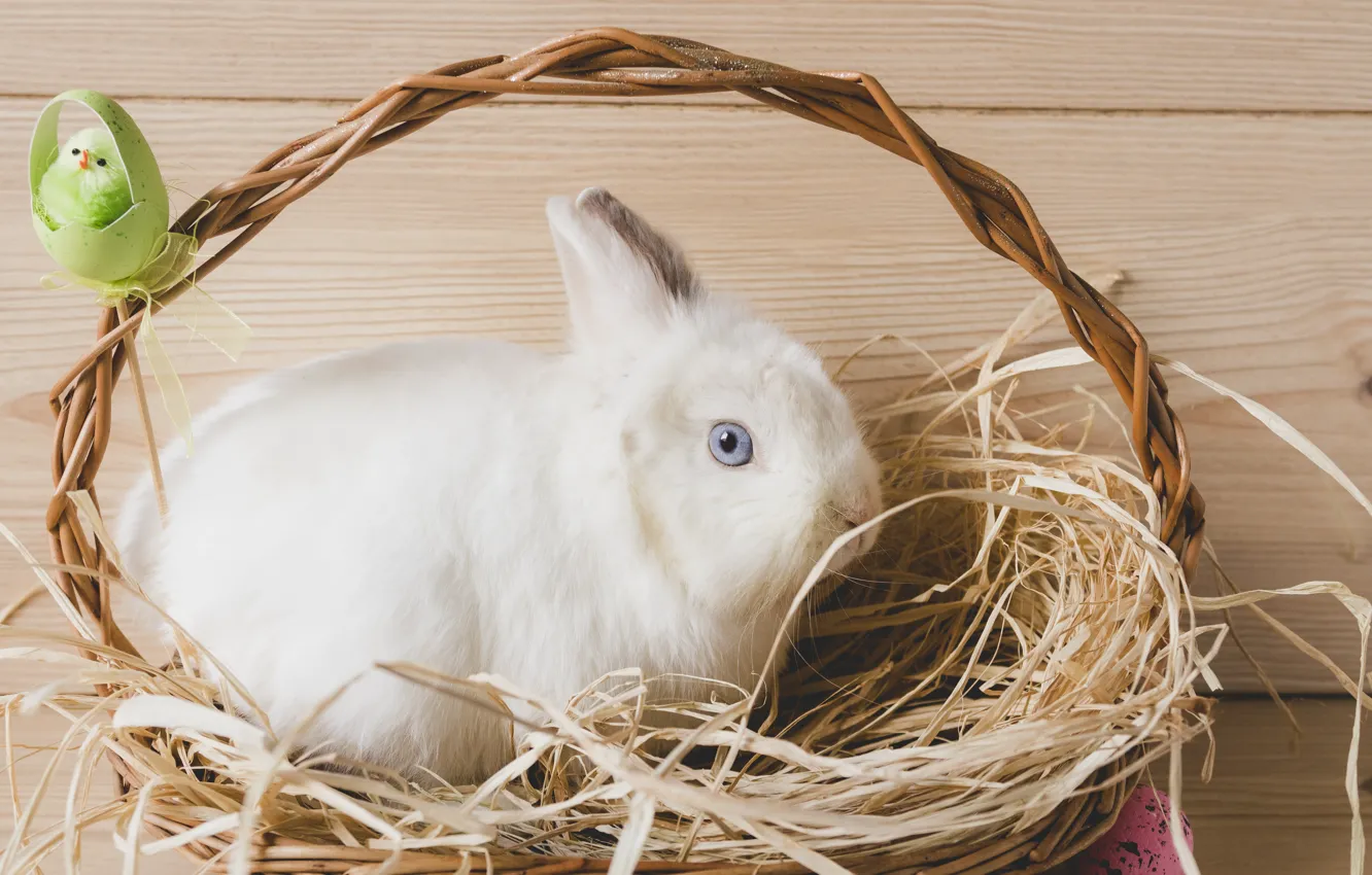 Photo wallpaper basket, rabbit, hay