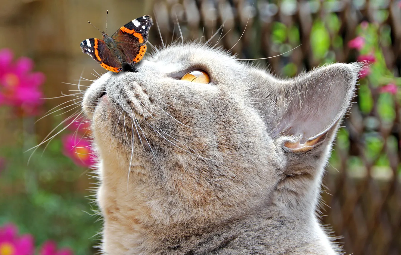 Photo wallpaper cat, cat, close-up, butterfly, muzzle, bokeh