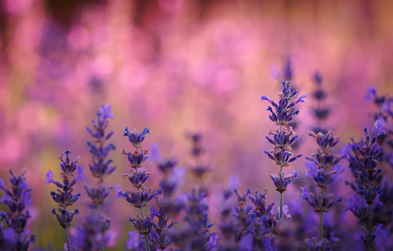 Photo wallpaper field, nature, plant, meadow, lavender