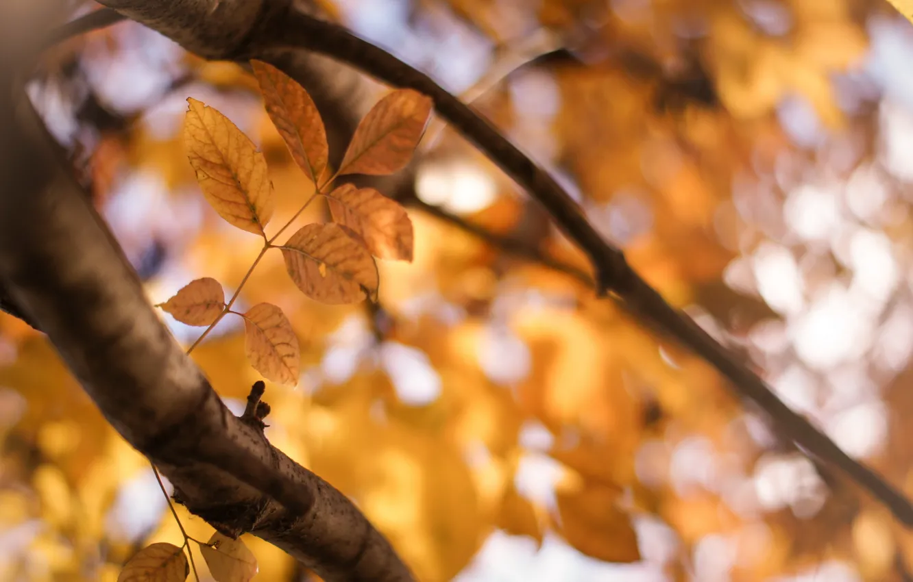 Photo wallpaper autumn, leaves, branches, nature