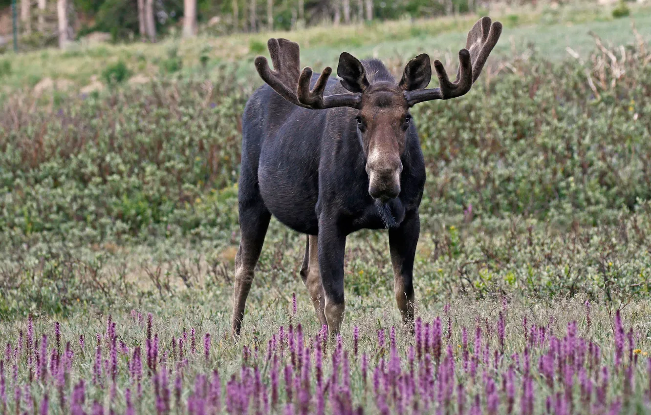 Photo wallpaper grass, flowers, nature, horns, moose