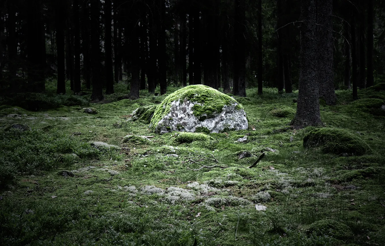 Photo wallpaper forest, stone, magicstone