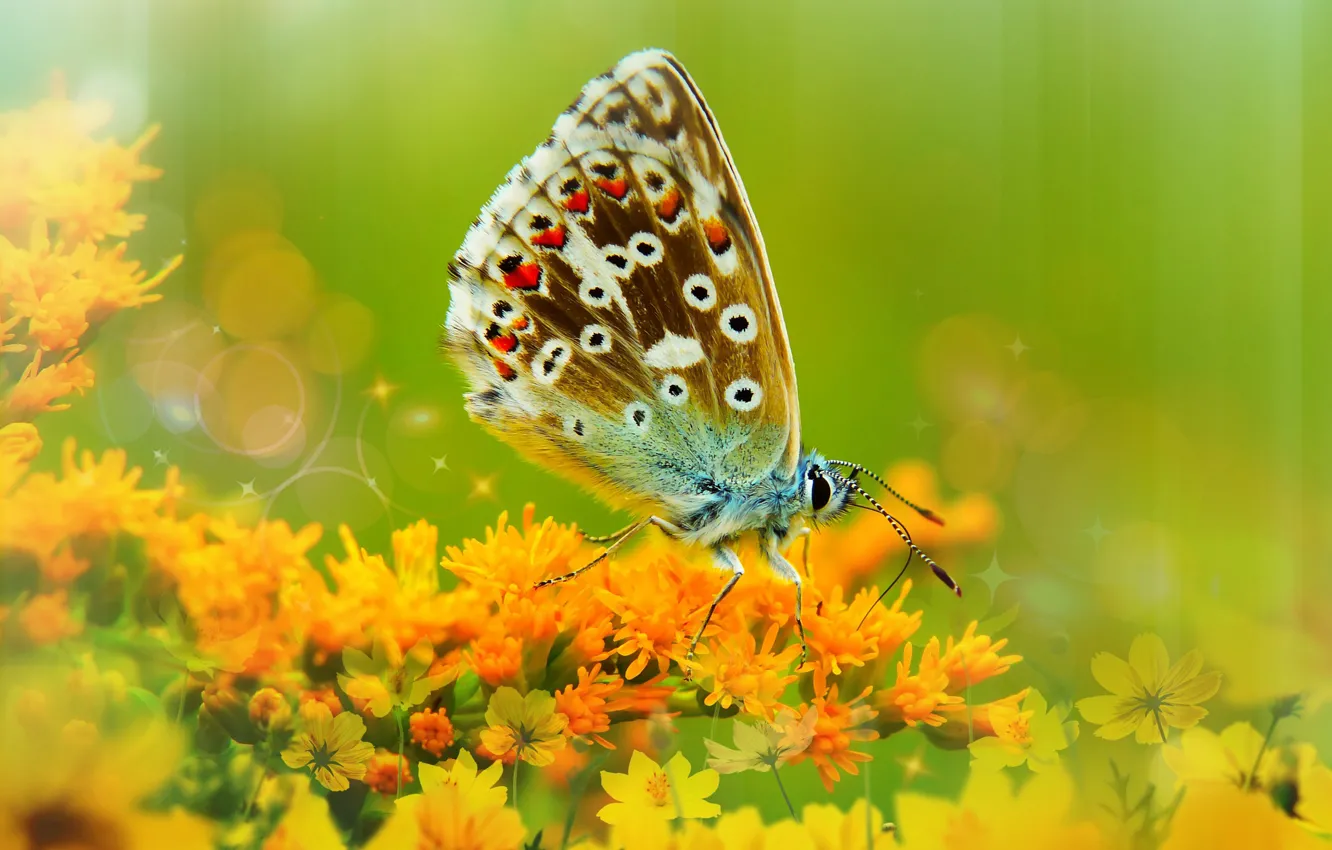 Photo wallpaper summer, macro, flowers, green, background, butterfly, photoshop, treatment