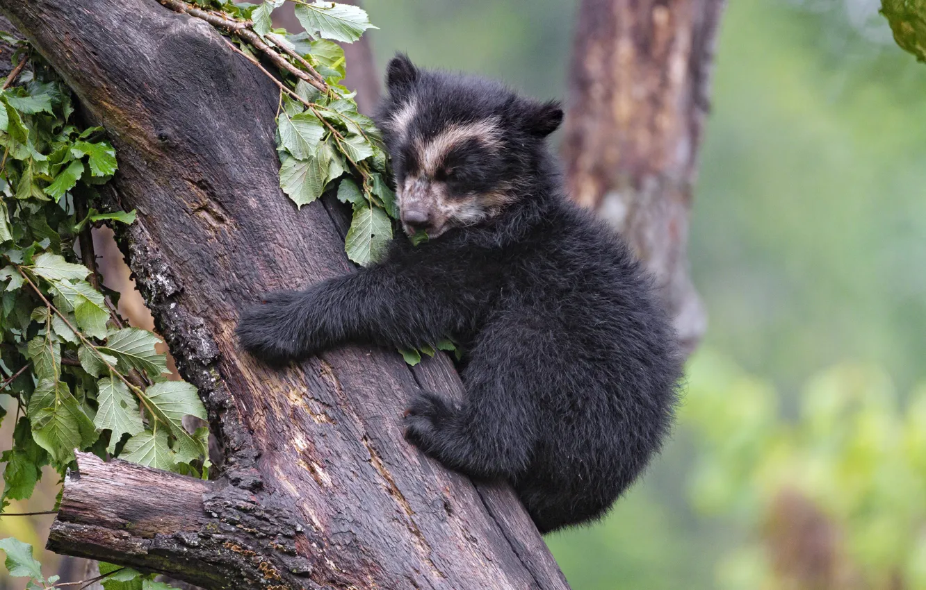 Photo wallpaper baby, bear, bear, Himalayan