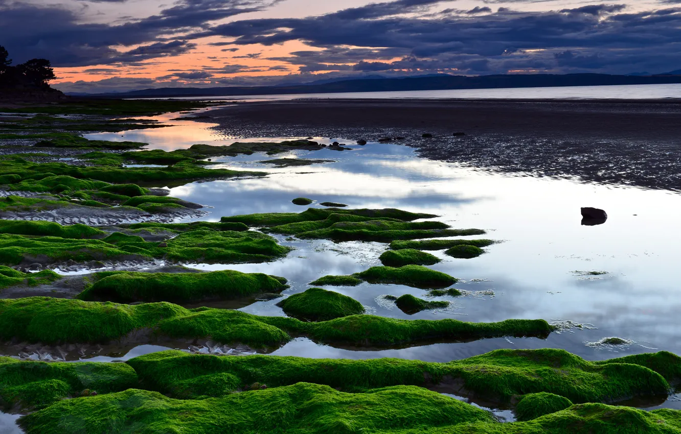 Photo wallpaper sea, beach, algae, sunset