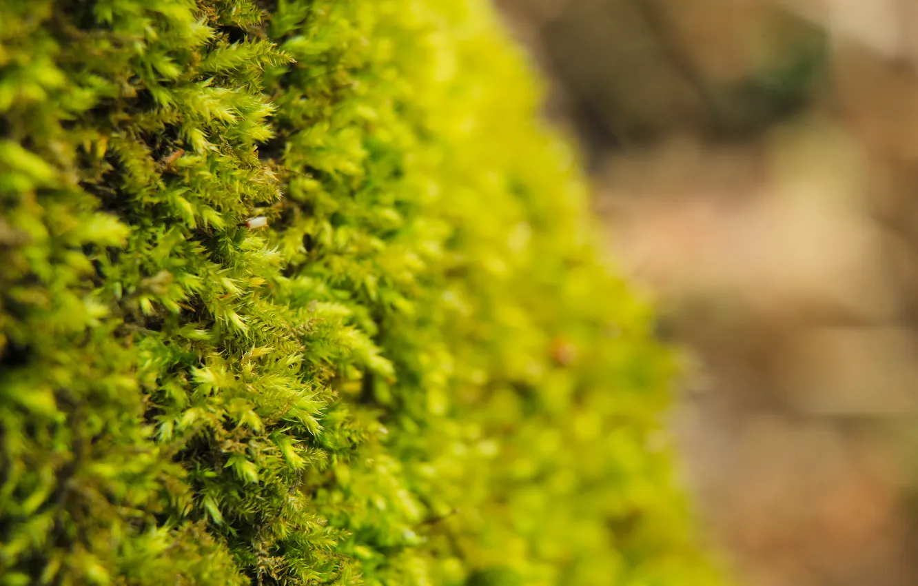 Photo wallpaper green, plant, moss