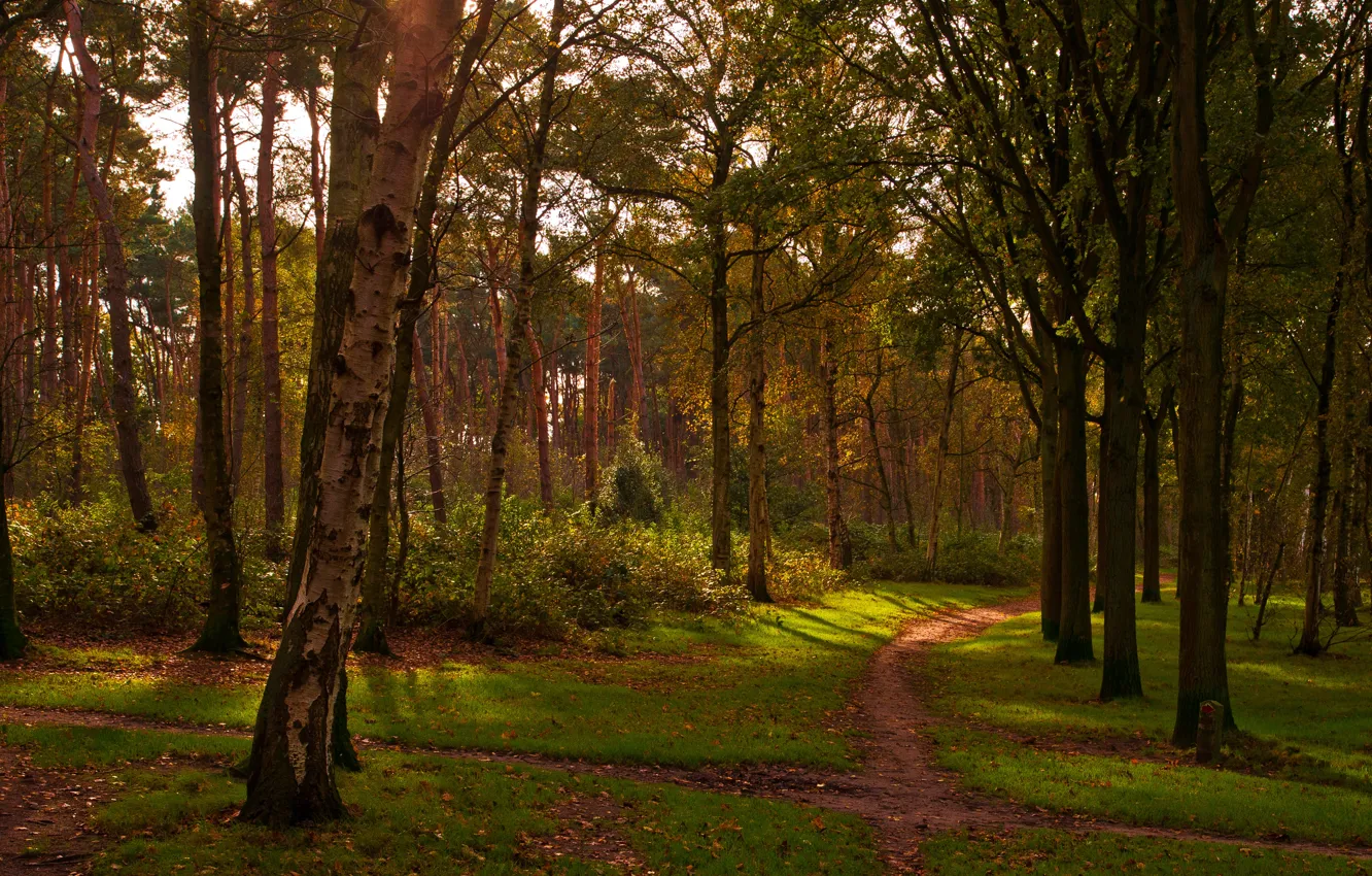Photo wallpaper autumn, grass, leaves, trees, Park, Netherlands, path, the bushes