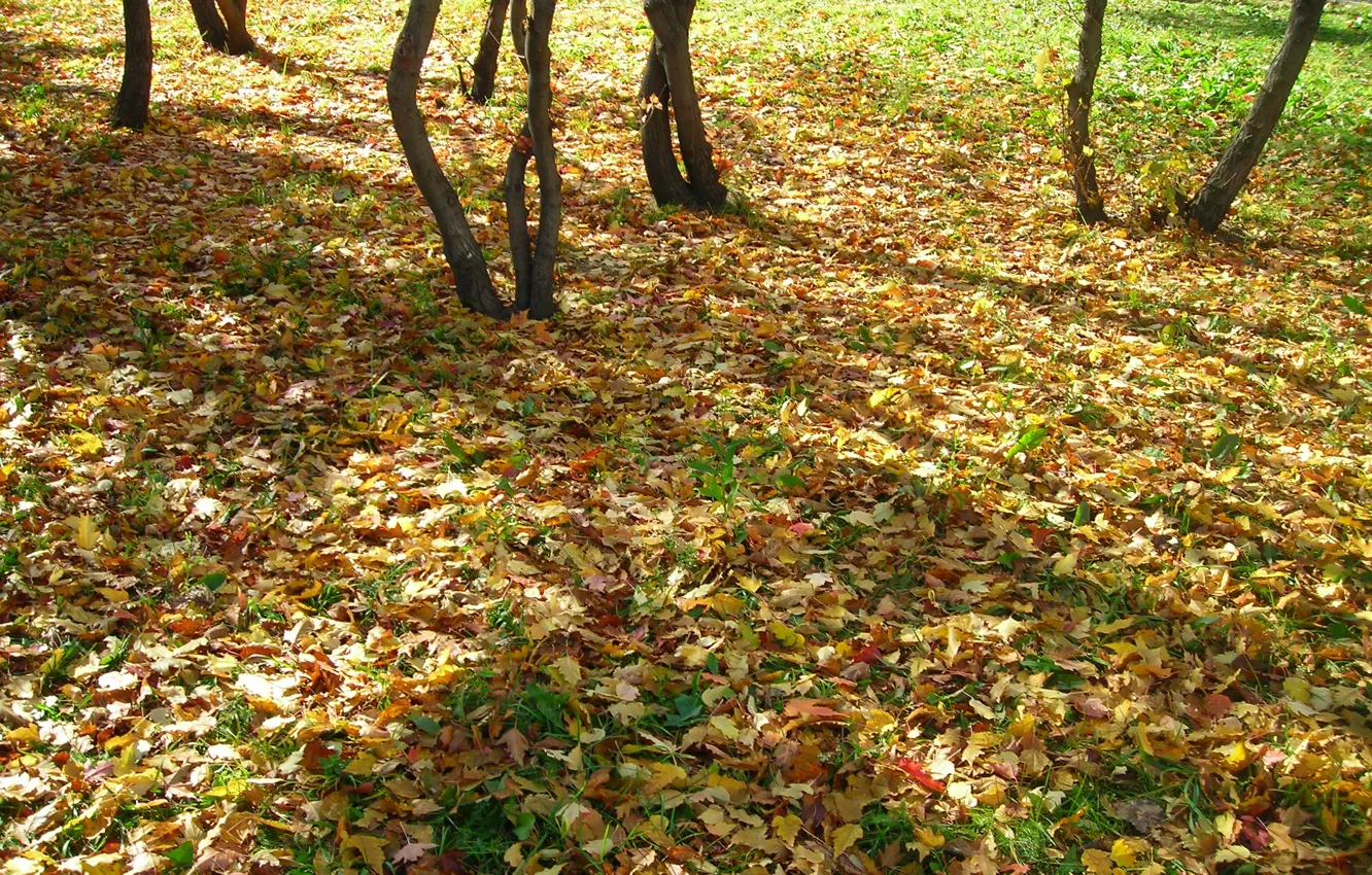 Photo wallpaper leaves, Autumn