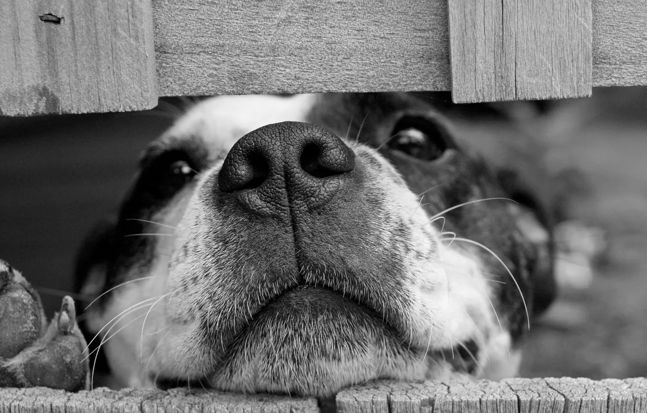 Photo wallpaper look, face, dog, nose, black and white, monochrome