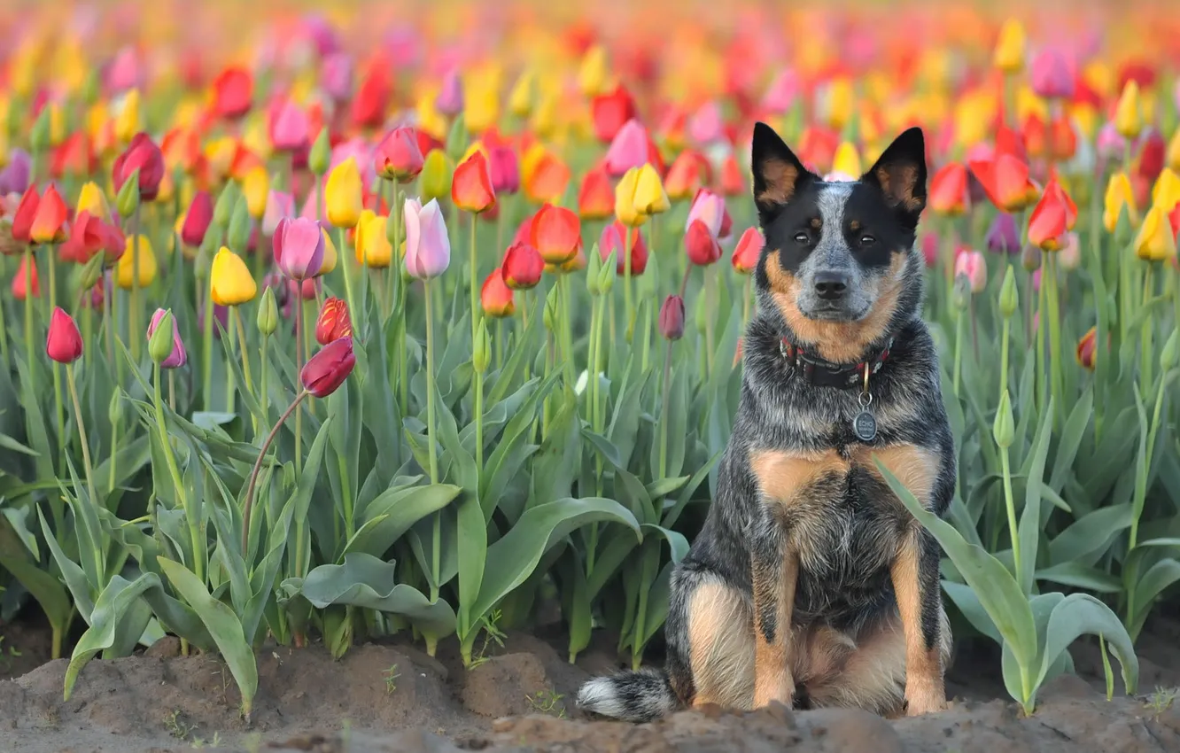 Photo wallpaper look, each, dog, tulips