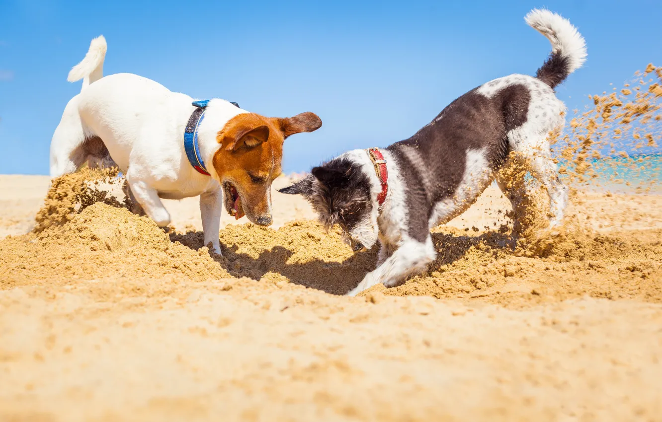 Photo wallpaper sand, beach, dog, two, beach, sand, Jack Russell Terrier, Jack Russell Terrier