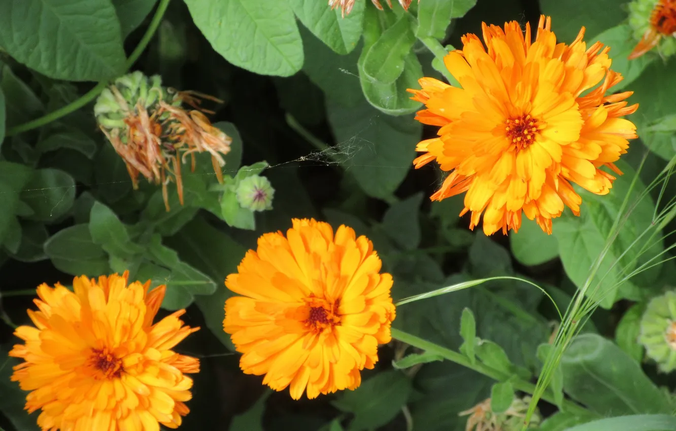 Photo wallpaper trio, Meduzanol ©, Summer 2018, flowers, calendula
