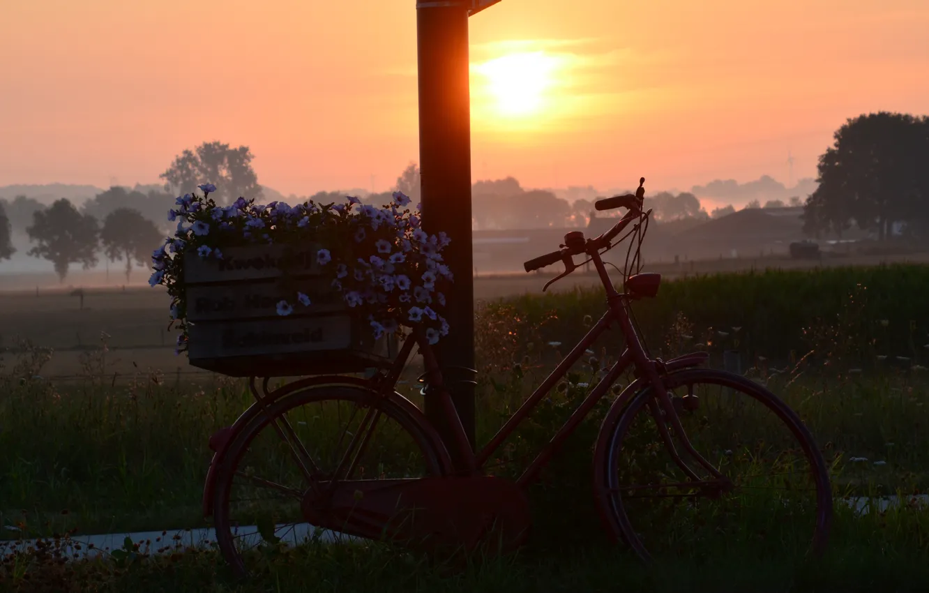Photo wallpaper field, the sky, the sun, sunset, flowers, bike, fog, dawn