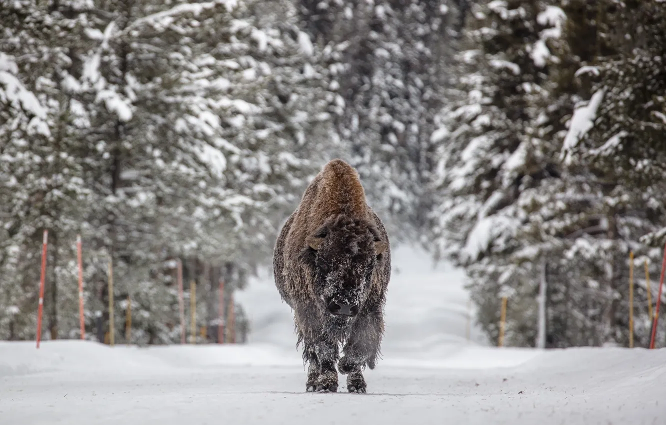 Photo wallpaper wallpaper, winter, animal, Bison, Wild ad furry
