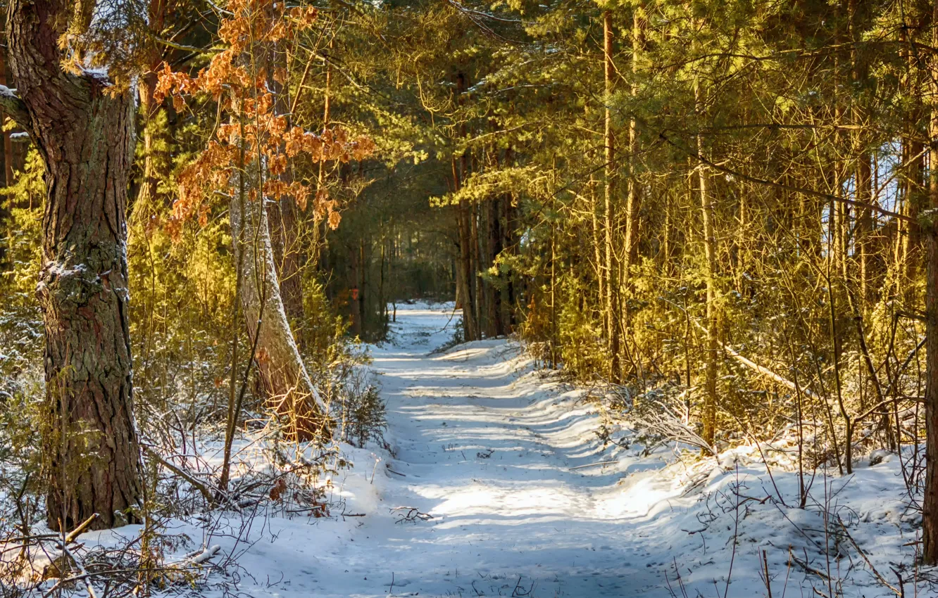 Photo wallpaper Winter, Trees, Snow, Forest, Trail, Winter, Snow, Forest