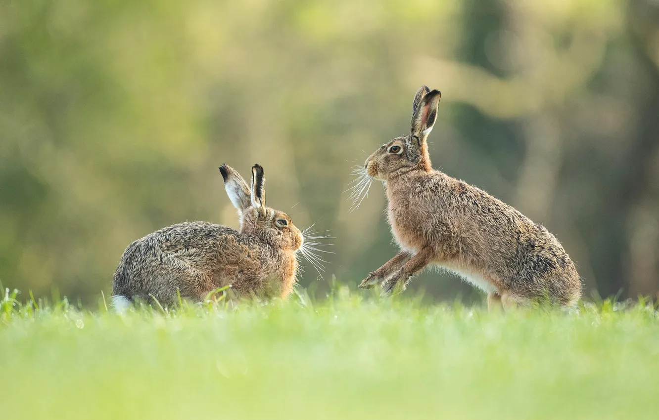 Photo wallpaper summer, grass, look, nature, pose, grey, background, each