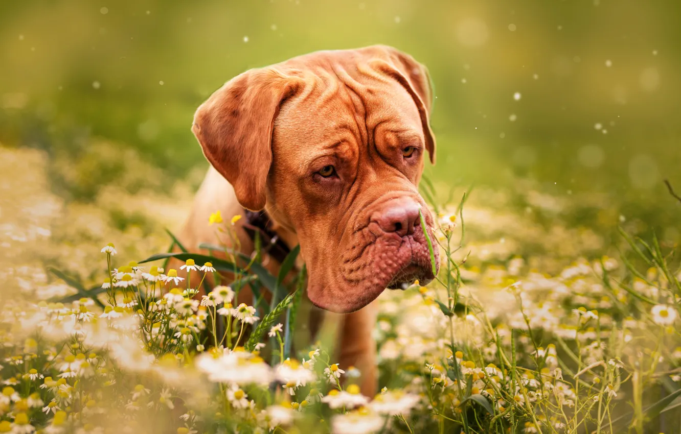 Photo wallpaper grass, flowers, nature, animal, chamomile, dog, dog, dog