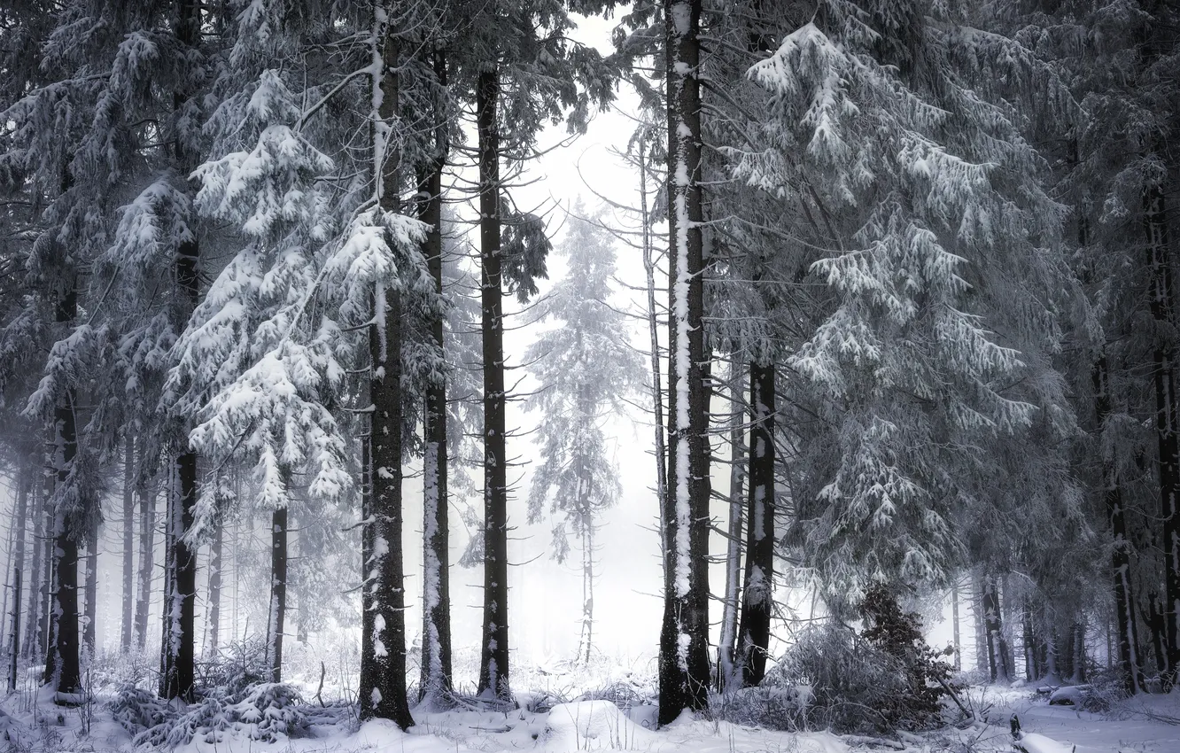 Photo wallpaper winter, forest, nature